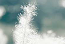 意大利篮球联赛夺冠球队浮出水面